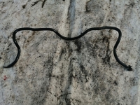 Стабилизатор поперечной устойчивости, TOYOTA, COROLLA SPASIO, AE111, 4A-FE, 1998, F